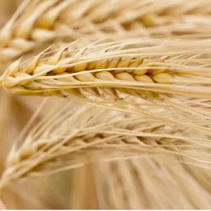 KWS Daxor csávázott II. fok