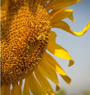 Hysun 310 SU csávázott