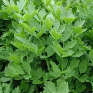 Lestyán-Levisticum officinale csávázatlan