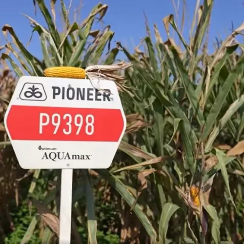 P9398 AQ LumiGEN Insecticide csávázott+rovarölő +stimulátor