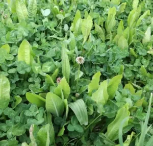 Cikória csávázatlan