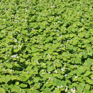 Lileja csávázatlan