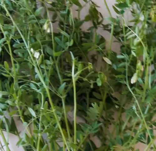 Estonil sárga csávázatlan kereskedelmi