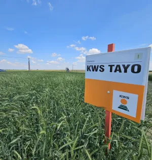 KWS Tayo egyéves csávázott hibrid