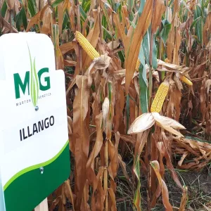 Illango csávázott+stimulátor