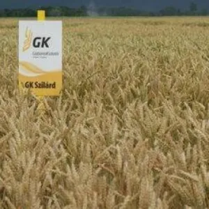 GK Szilárd csávázott II. fok