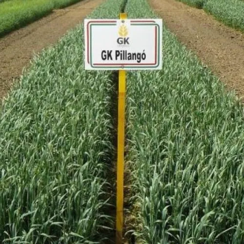 GK Pillangó csávázatlan II. fok