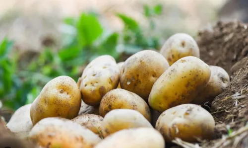 Vetőburgonya termesztési útmutató: hogyan érhetünk el nagyobb termést?