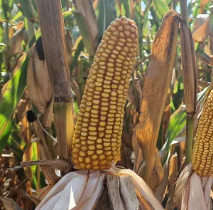 Hanga LM csávázott