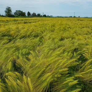 SU Hylona csávázott+stimulátor hibrid