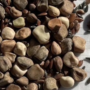 TillageMix Sarolt csávázatlan