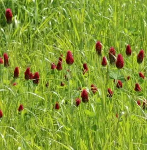 Rozsos zöldítő csávázatlan