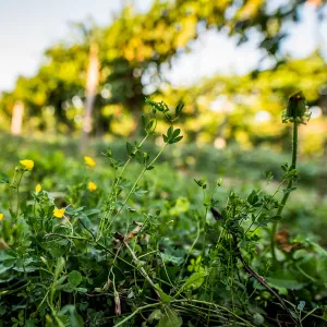 Szőlő-sorköz Speciál csávázatlan