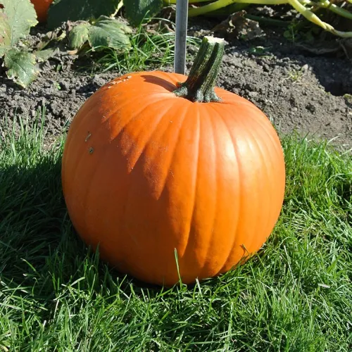 Magician csávázatlan F1