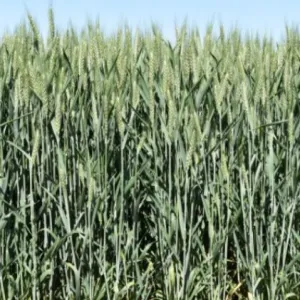 Providence csávázott II. fok