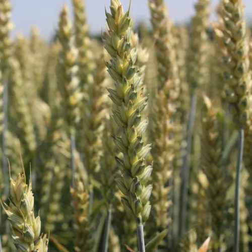 LG Asterion csávázott II. fok