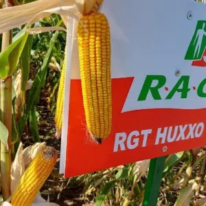 RGT Huxxo csávázott