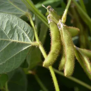 ES Mentor natúr I. fok