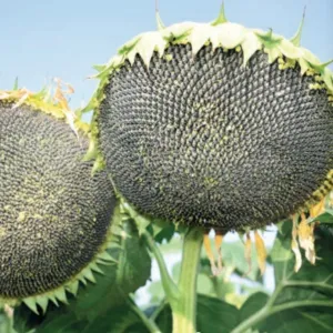 Melita CLP csávázott