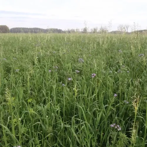 Venezia csávázatlan I. fok