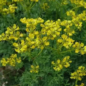 Kerti ruta-Ruta graveolens csávázatlan