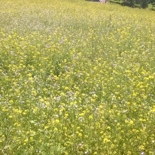 Zöldugar 5. csávázatlan