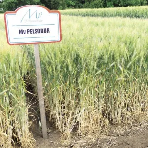 MV Pelsodur csávázott II. fok