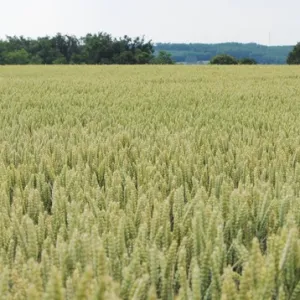 Balaton Plusz csávázott+stimulátor II. fok