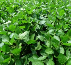 ES Isidor natúr I. fok