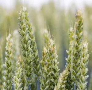 SU Hyankee csávázott hibrid