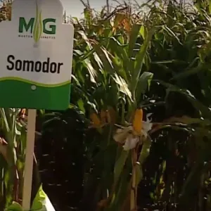 Somodor csávázott+stimulátor