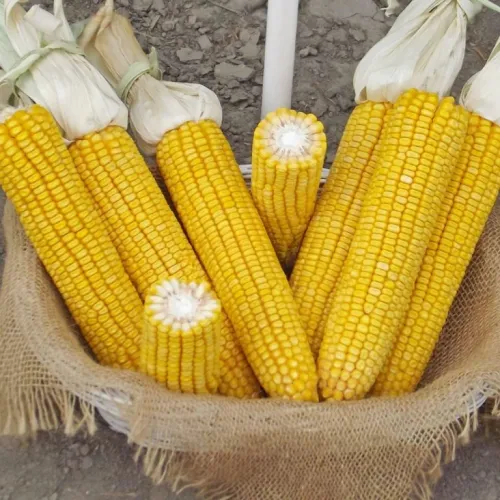 Zeamax csávázott+stimulátor