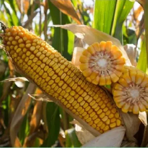 Ajowan csávázott+Korit