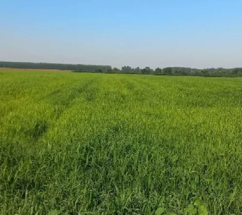 Moha csávázatlan kereskedelmi