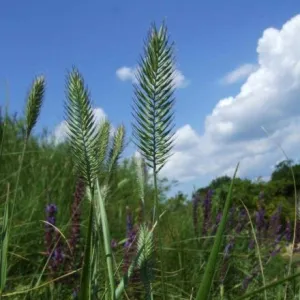 Taréjos búzafű csávázatlan