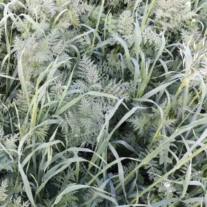 Öko zöld csávázatlan