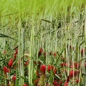 Takarékos zöld csávázatlan