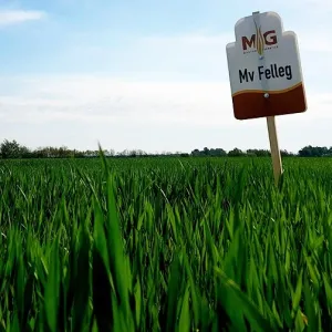 MV Felleg csávázott II. fok