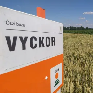 KWS Vyckor csávázott II. fok