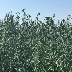 Perun csávázott I. fok