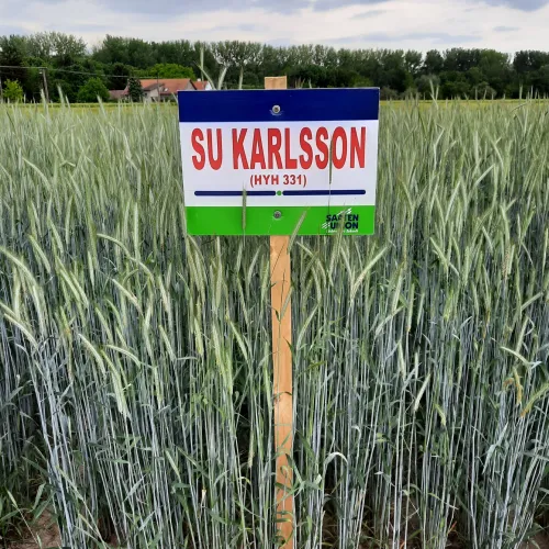 SU Karlsson egyéves csávázott hibrid