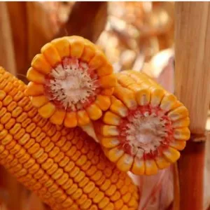 KWS Hypolito Initio csávázott+rovarölő +stimulátor