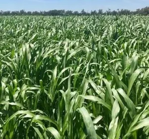 Green Monster BMR Antidótummal csávázott