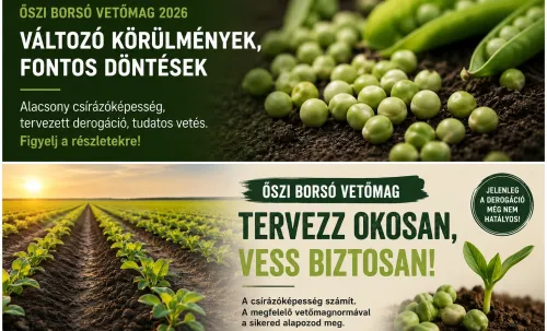 Őszi borsó vetőmag 2026: mit jelent az alacsony csírázóképesség és a tervezett derogáció?