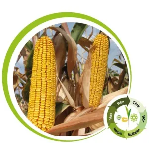 Kiskun 4442 csávázott+stimulátor