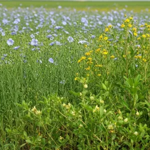 Zöldítő napfény csávázatlan