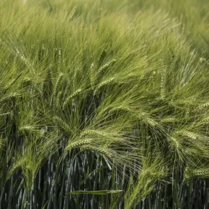 KWS Higgins csávázott II. fok