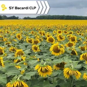 SY Bacardi CLP Elevation Plus csávázott+rovarölő +stimulátor