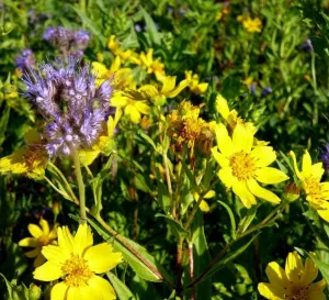 Viterra Mixapis évelő csávázatlan