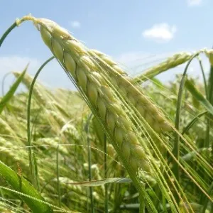 KH Korsó csávázott II. fok